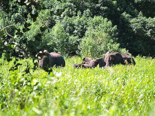 2013 Elephants near NDZOU Camp (2).jpg